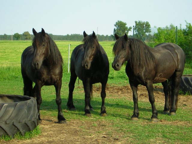 Pferde 076